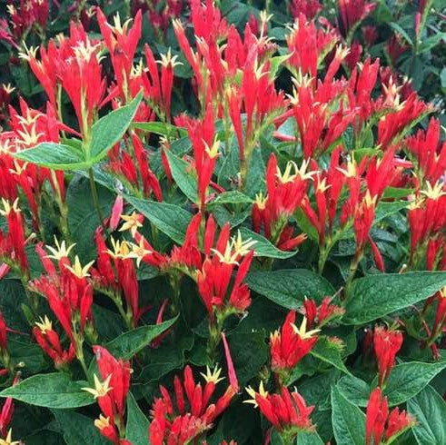 spigelia_ragin_cajun_.jpg