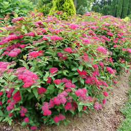 spiraea double play doozie.jpg