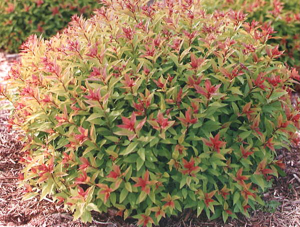spiraea_goldflame[1].jpg