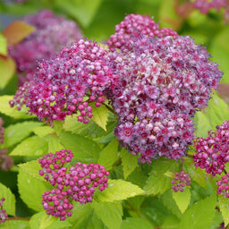 spirea-double-play-dolly-1.jpg