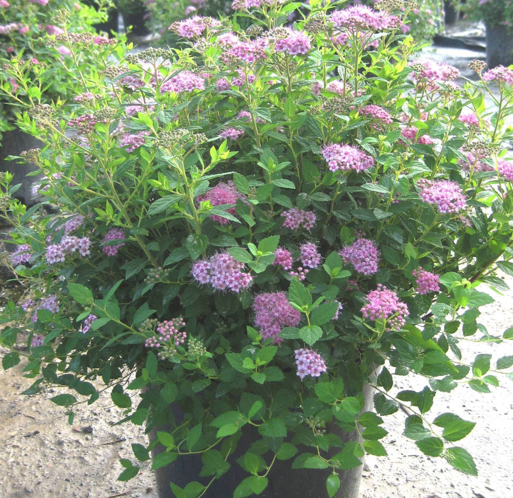 spirea little princess 3 gal.jpg