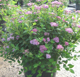 spirea little princess 3 gal.jpg