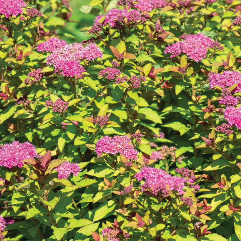spirea_northen_lights_.png