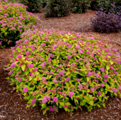 spirea_rainbow_fizz_.jpg