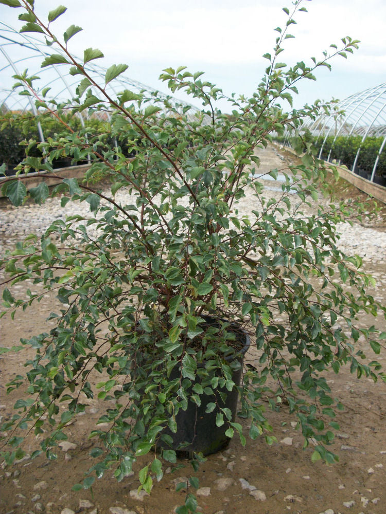 spirea renaissance.jpg
