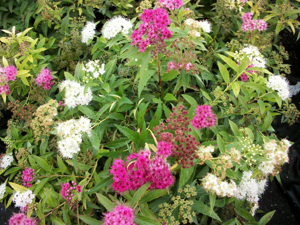 spirea shirobana.jpg