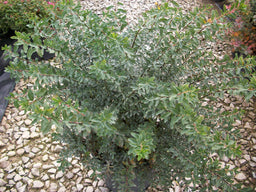 spirea snowmound.jpg