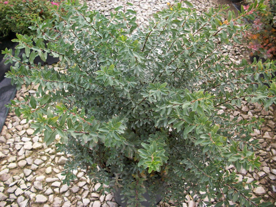 spirea snowmound.jpg