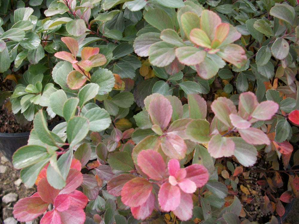 spirea tor.jpg