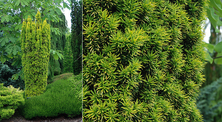 spring standishii taxus b_ccosu.jpg