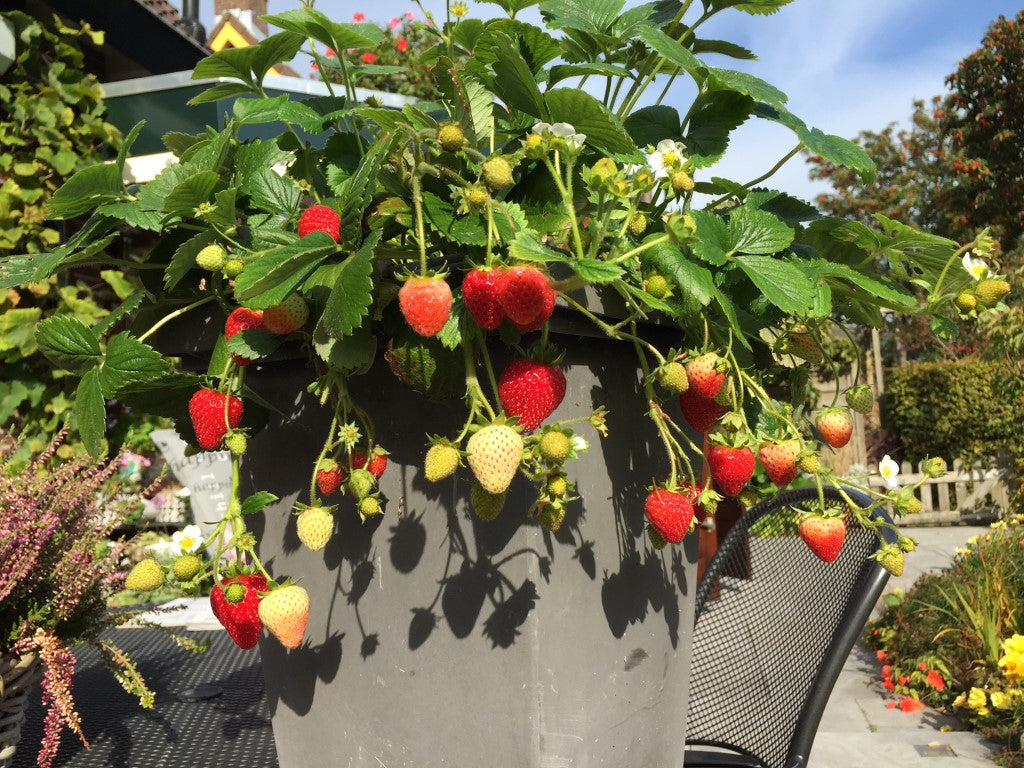 strawberry_delizz.JPG
