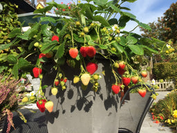 strawberry_delizz.JPG