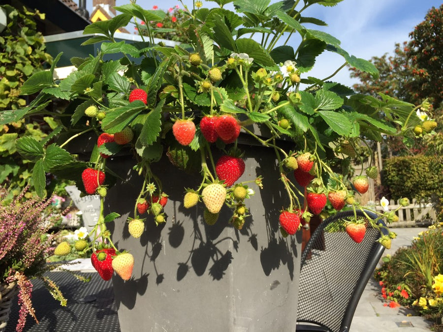 strawberry_delizz.JPG