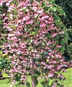 styrax-marleys_pink.jpg