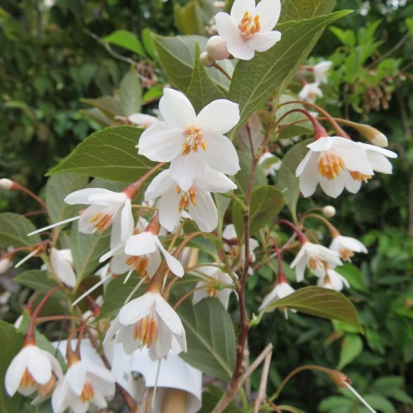 styrax_evening_light[1].jpg