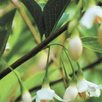 styrax j fragrant fountain2.jpg