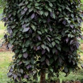 styrax j nightfall2.jpg