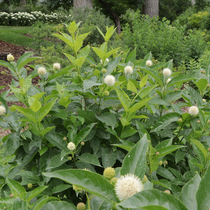 sugar-shack-2.0-buttonbush-1-ccsmn.jpg