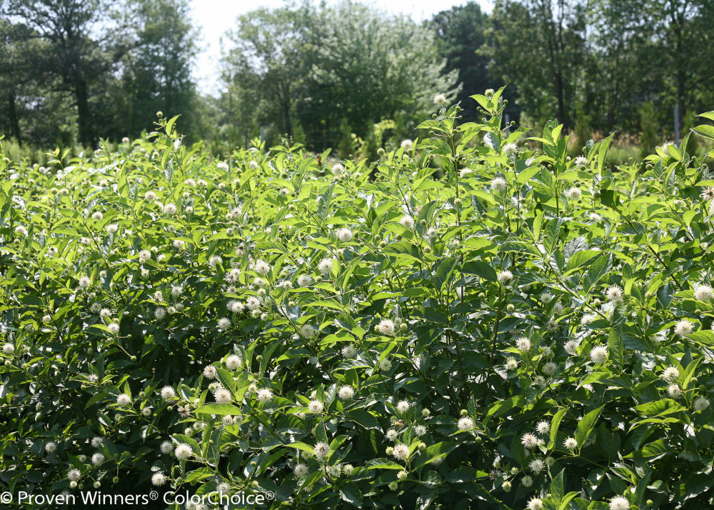 sugar_shack_cephalanthus-2.jpg