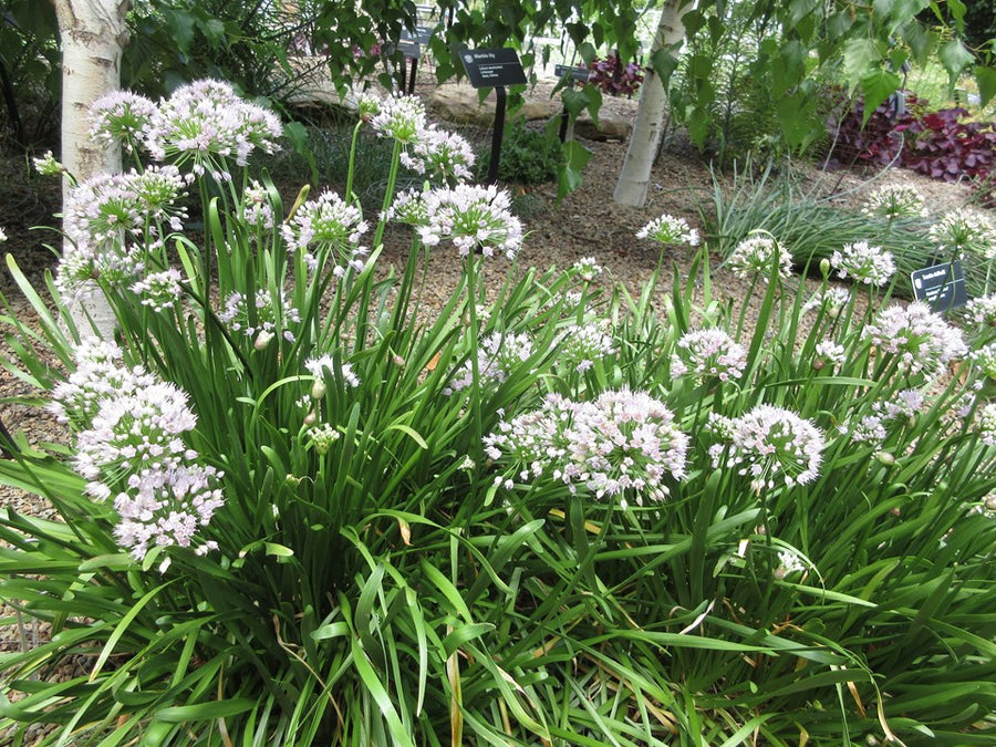 summerbeauty_allium_05112026.jpg