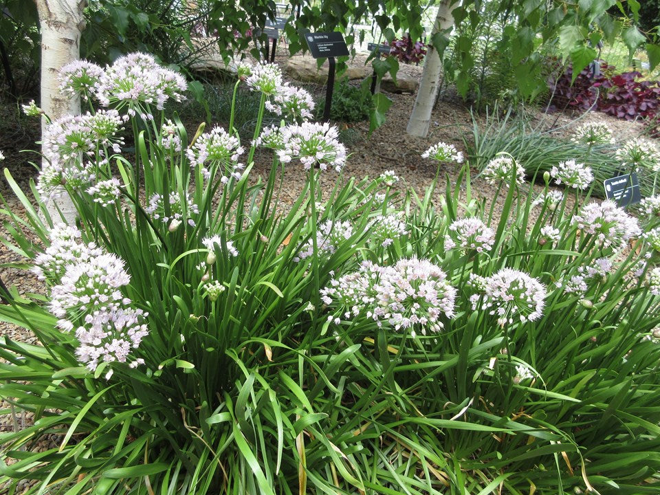 summerbeauty_allium_05112026.jpg