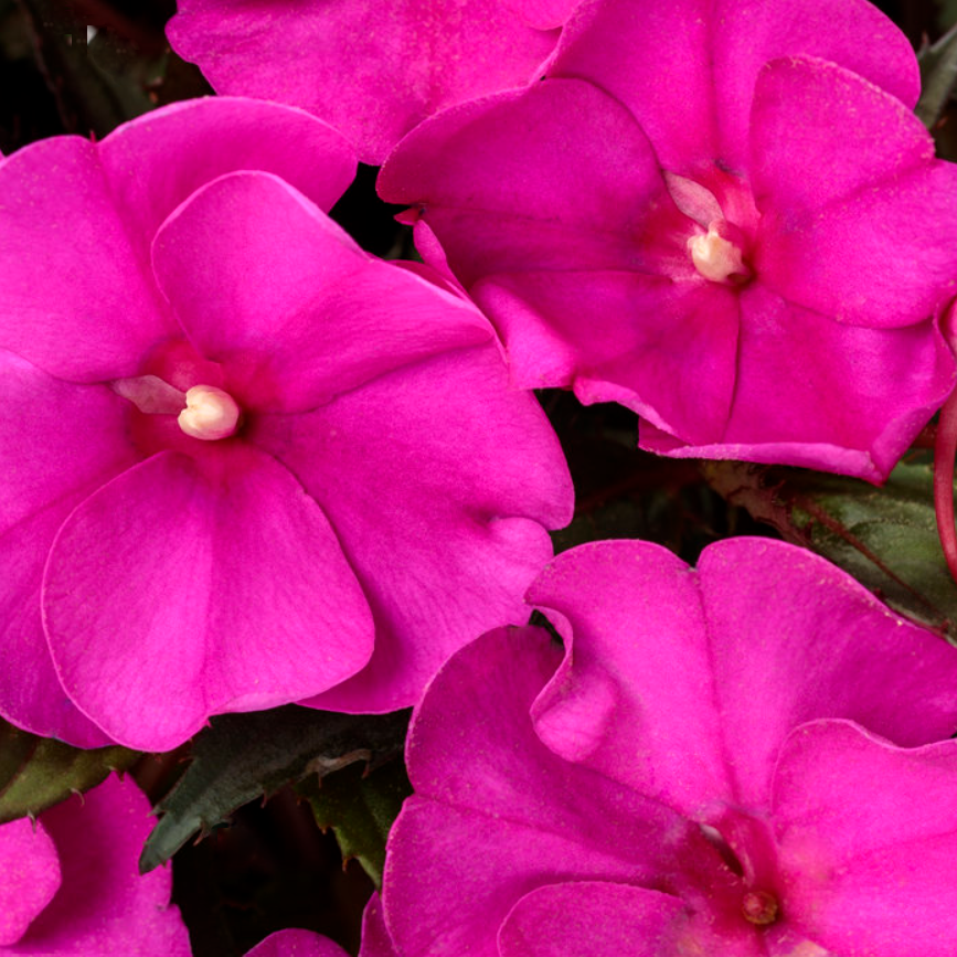 sunpatiens_compact_purple.png