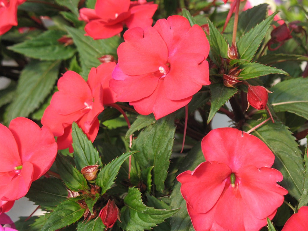 sunpatiens_compact_red[1].jpg