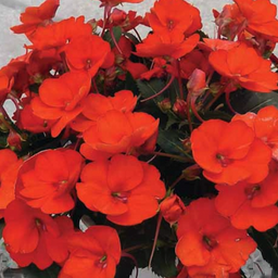 sunpatiens_spreading_clear_orange.png