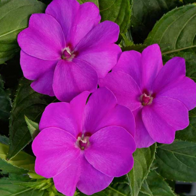 sunpatiens_spreading_lavender.png