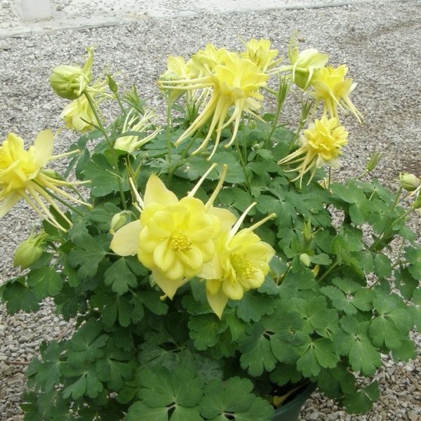 sunshine aqueilega.jpg