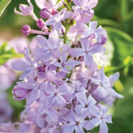 syringa-new_age_lavender.jpg