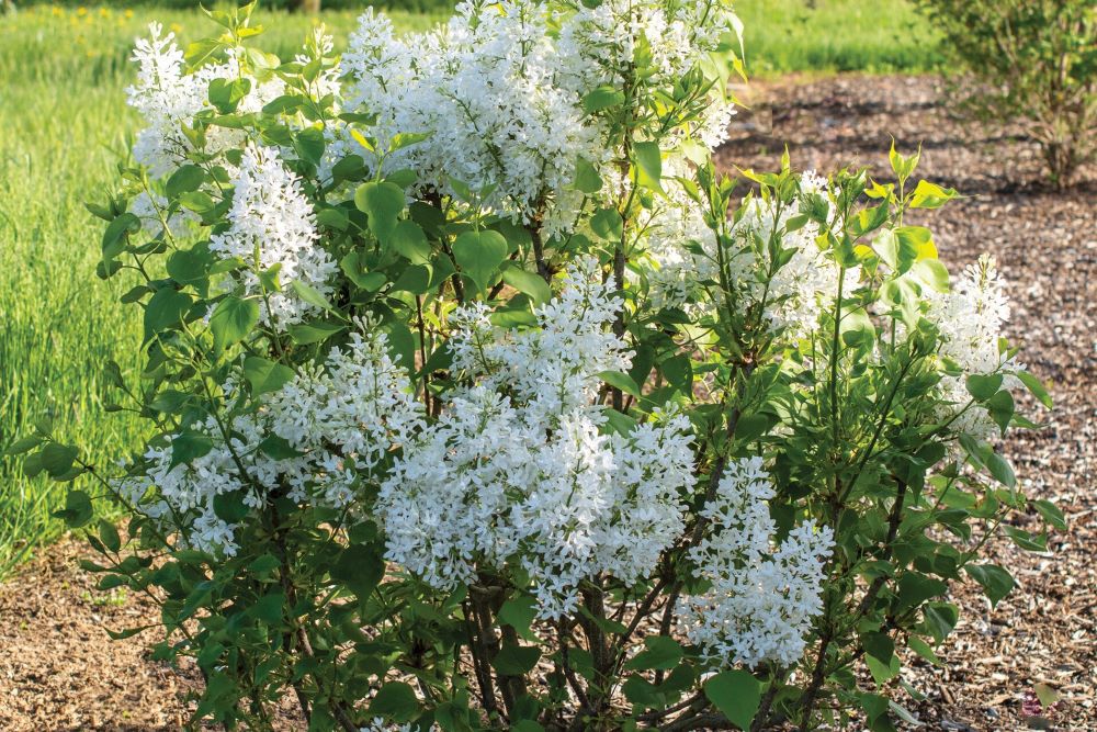 syringa-new_age_white.jpg