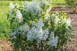 syringa-new_age_white.jpg