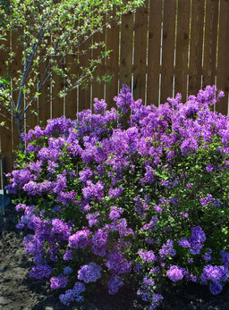 syringa Bloomerang.jpg