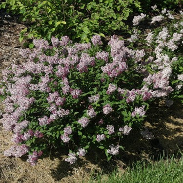 syringa baby kim.jpg