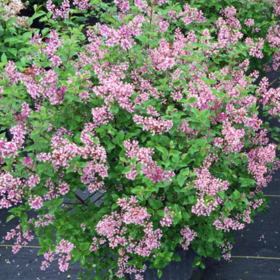 syringa_bloomerang_dark_purple_.jpg