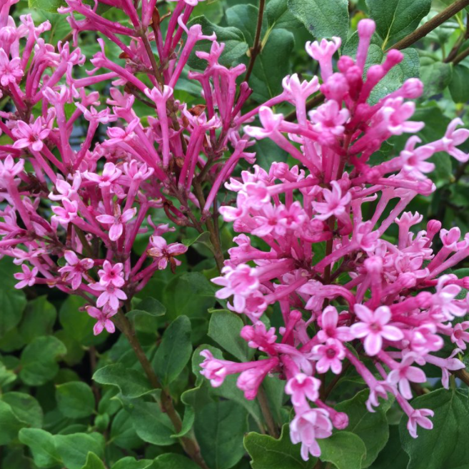 syringa_bloomerang_dwarf_pink_.jpg