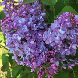 syringa_double_blue_lilac.png