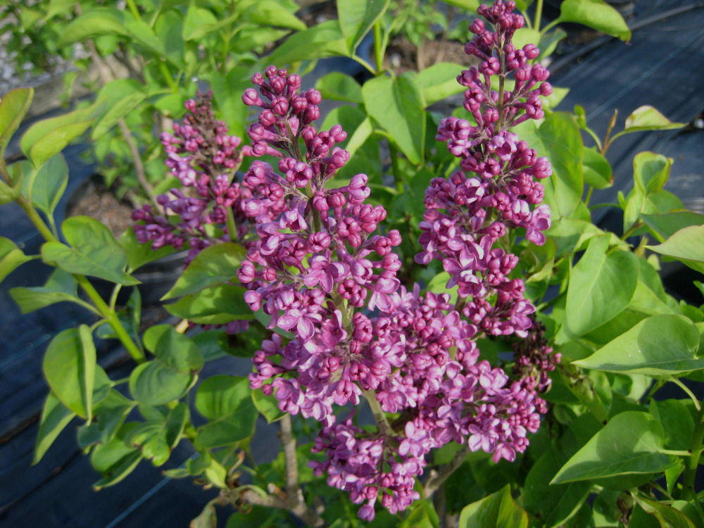 syringa ludwig spaeth flwr.jpg