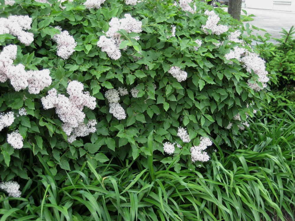 syringa miss kim landscape.jpg