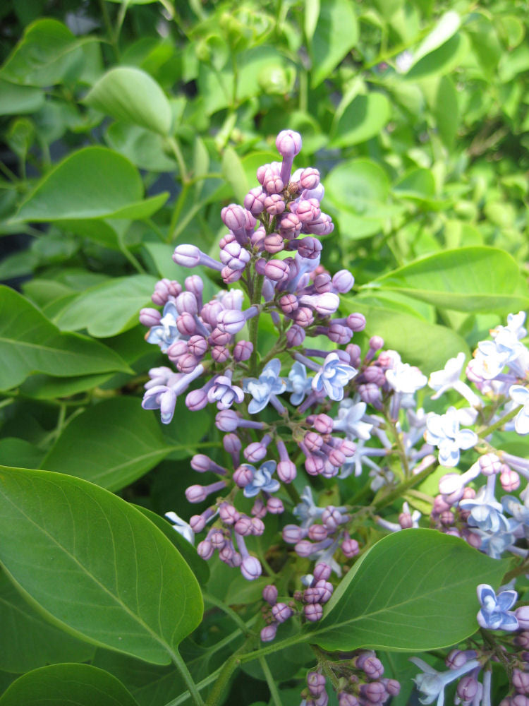 syringa pres grevy flwr.jpg