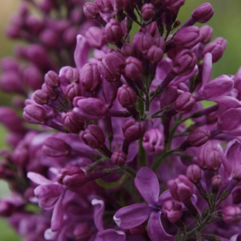 syringa_purple_glory.jpg.png