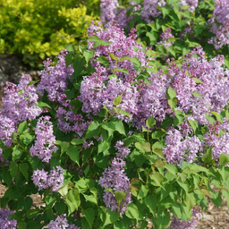 syringa_scentura_pura_.jpg