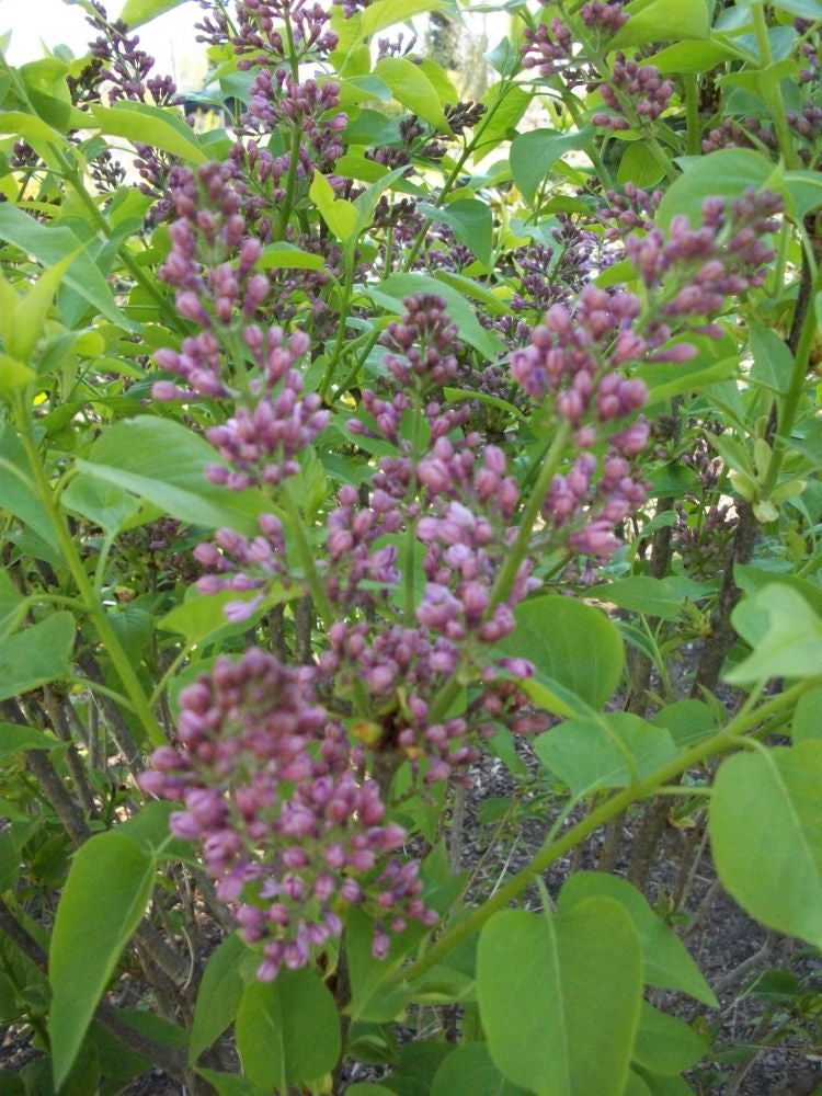 syringa tiny dancer.jpg