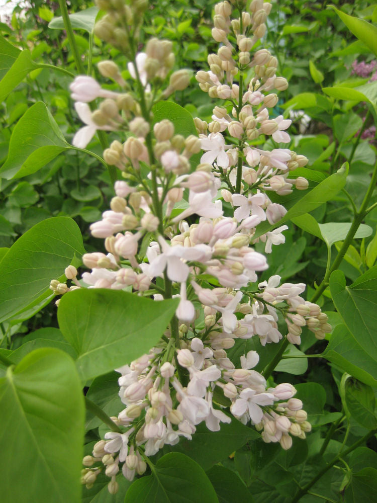syringa v krat. moskvy flwr.jpg