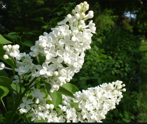 syringa_vulgaria_alba_.jpg