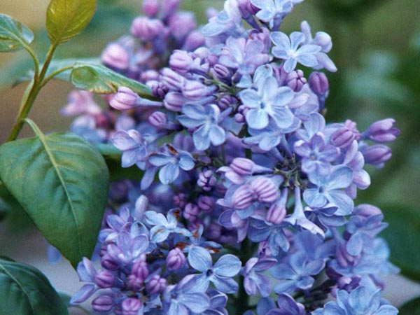 syringa_vulgaris_wonderblue[1].jpg