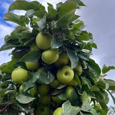 tangy green.jpg