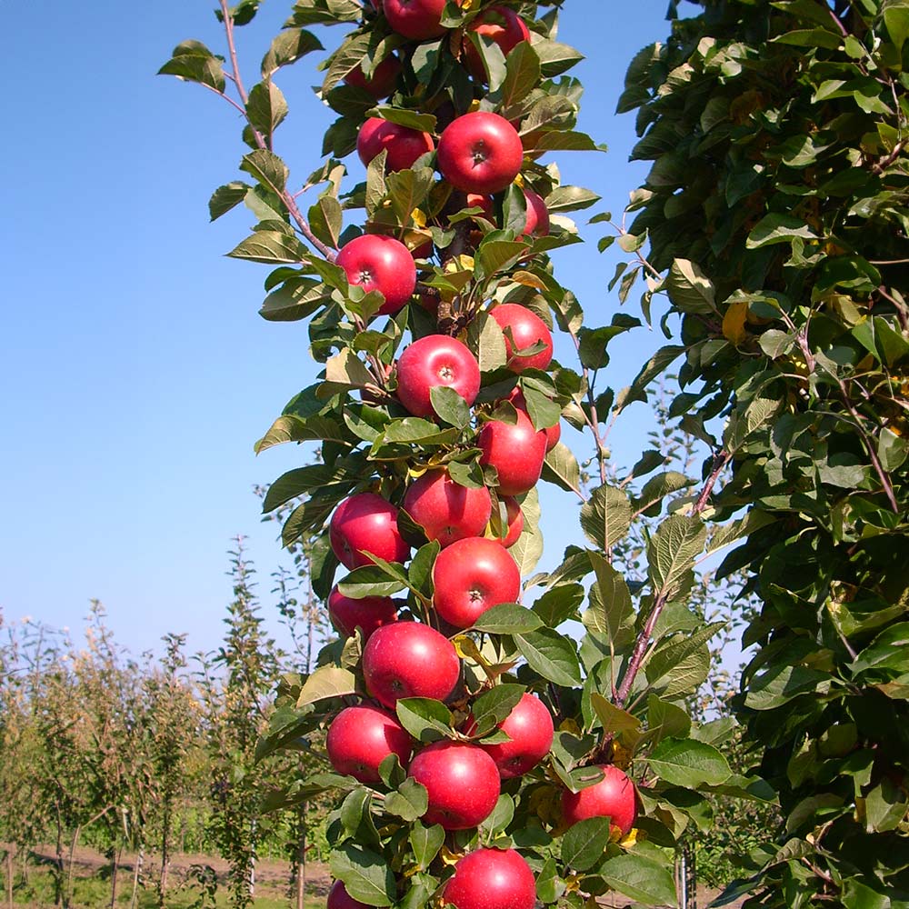 tasty-red-columnar-apple-5.jpg