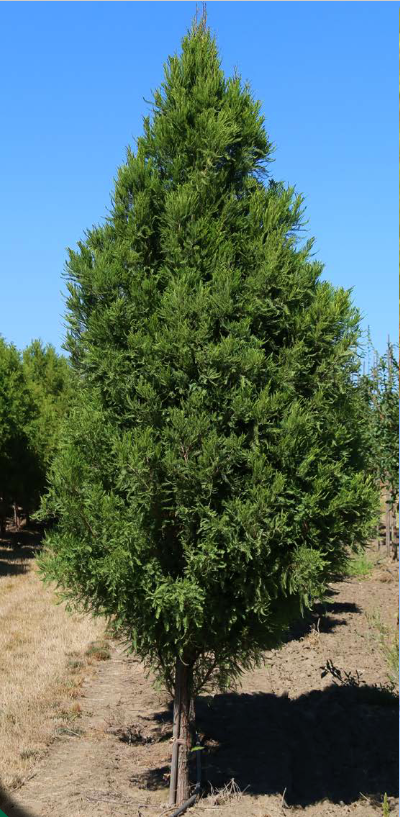 taxodium_lindseys_skyward_.jpg